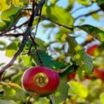 Keine Freunde: Apple Card und Kryptowährungen apple pay krypto