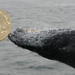 Bitcoin-Hype 2017: War es nur ein Wal? Und: Warum Singapur im November? bitcoin wal