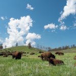 BISON App Review: vertrauensvolle Applikation der Börse Stuttgart bison app header