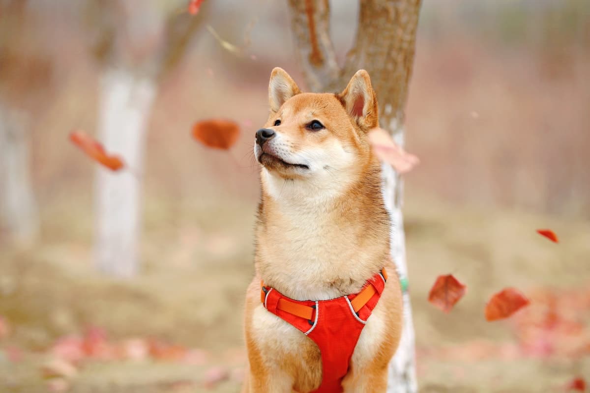 shiba inu krypto